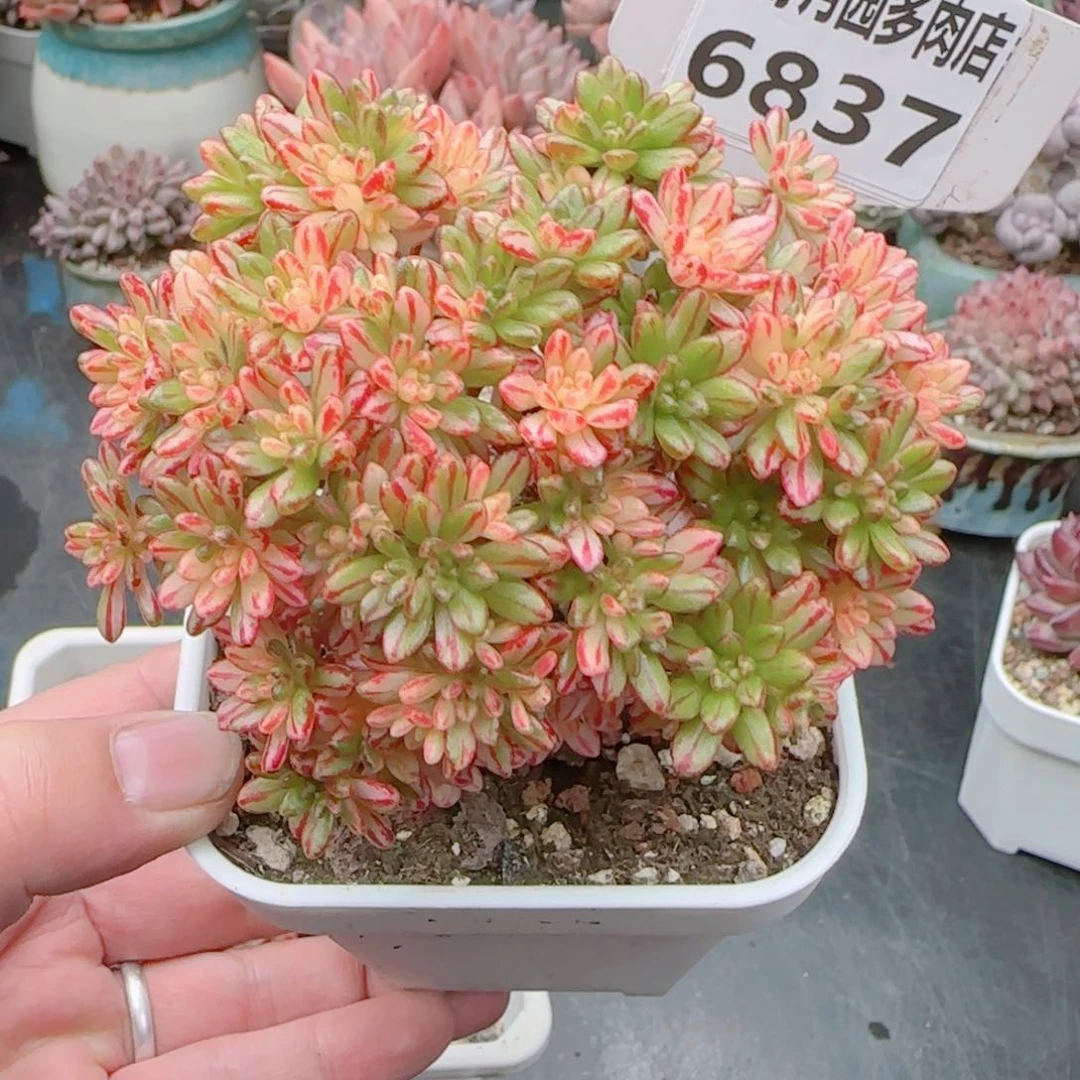 灯***珊多肉6837…………………………