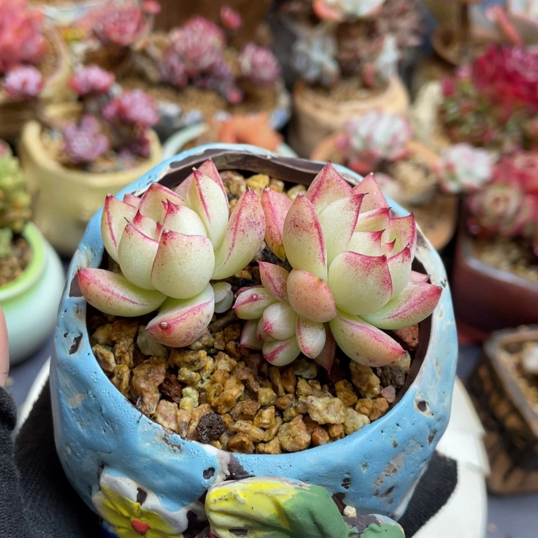 女王多头老桩带盆