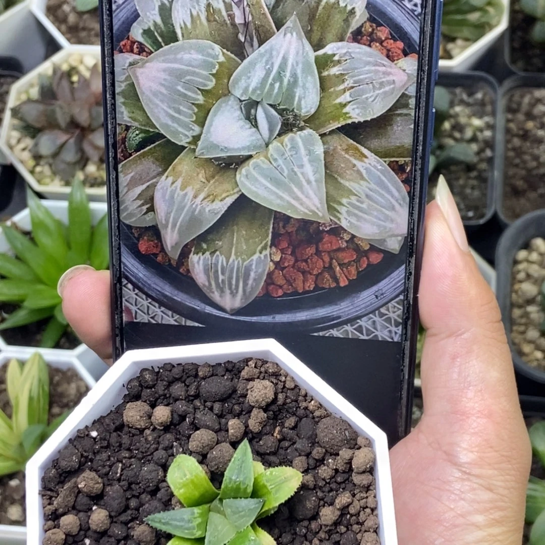 白百何S实生寿一物一拍