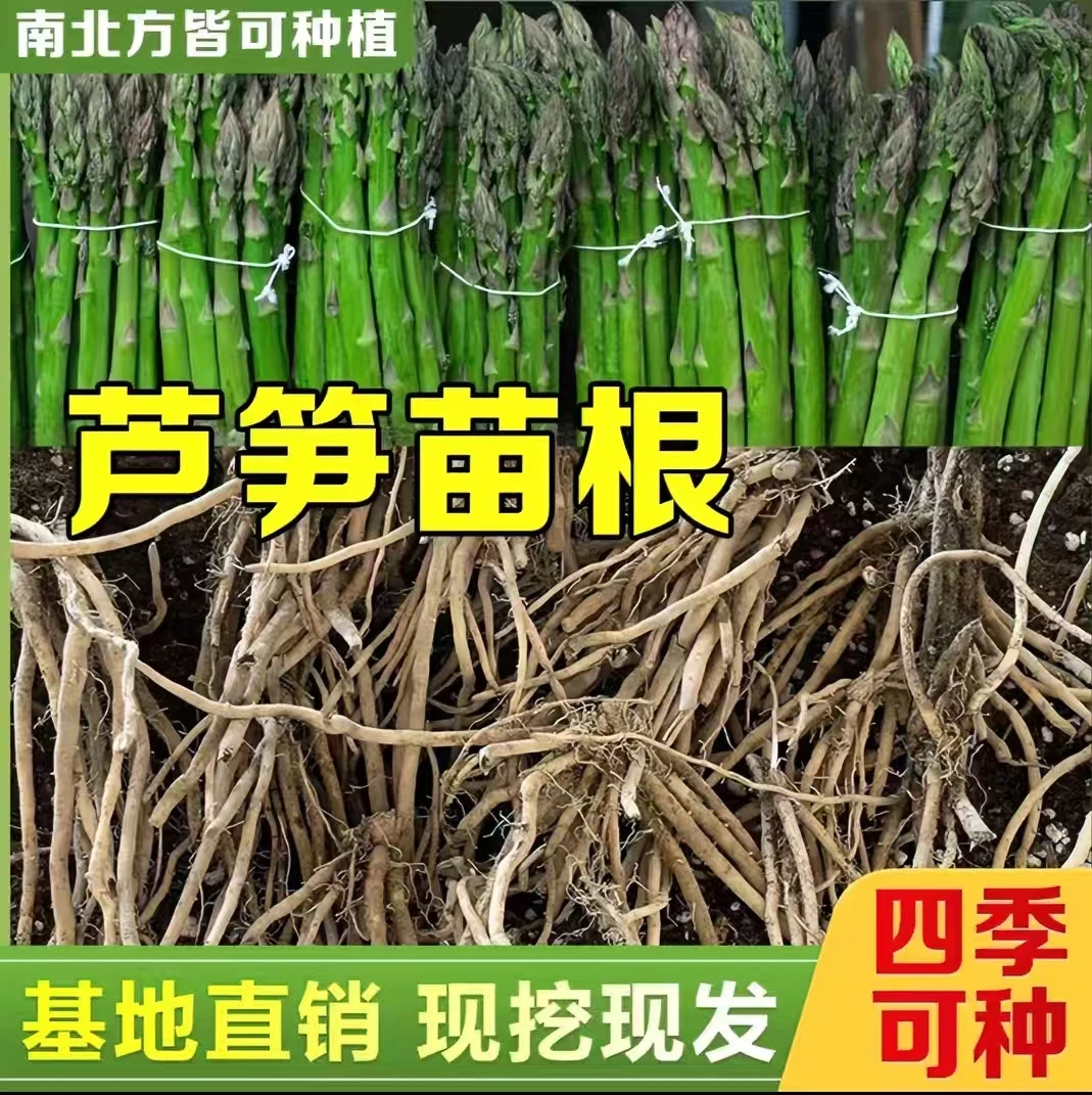 高成活芦笋苗优质芦笋根苗四季多年生植物有机蔬菜根苗阳台地栽