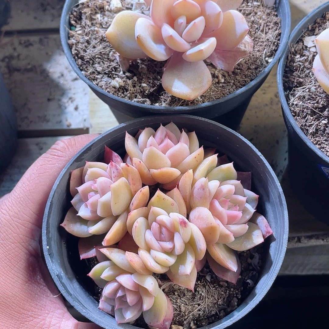 晚*2542  贝利纳奶茶  六月六