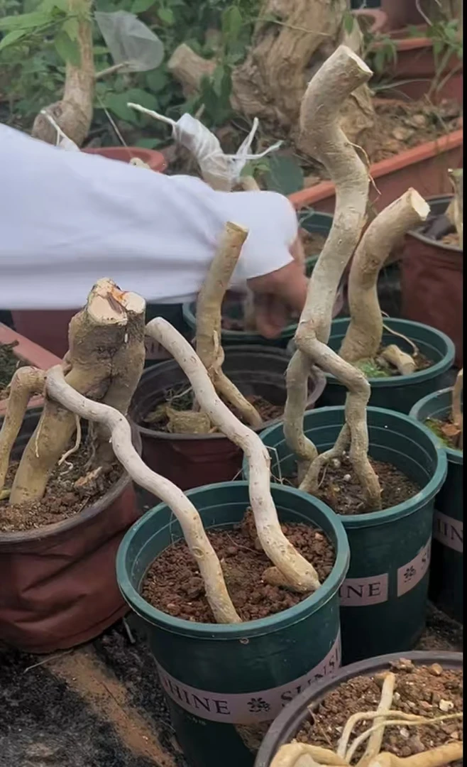 三角梅嫁接裸根枝条小叶紫同安红根茎嫁接用扦插杆根