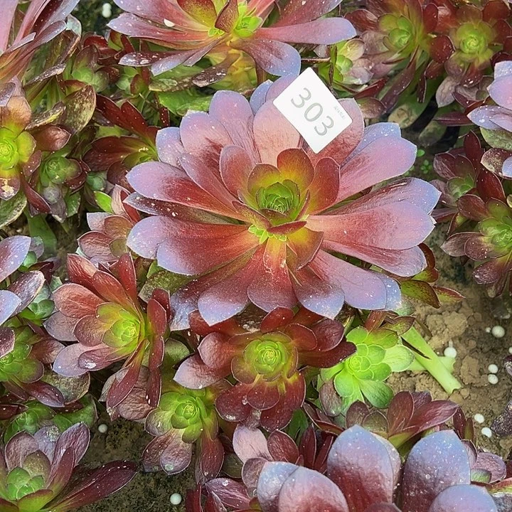 303赤焰莲手捧新桩