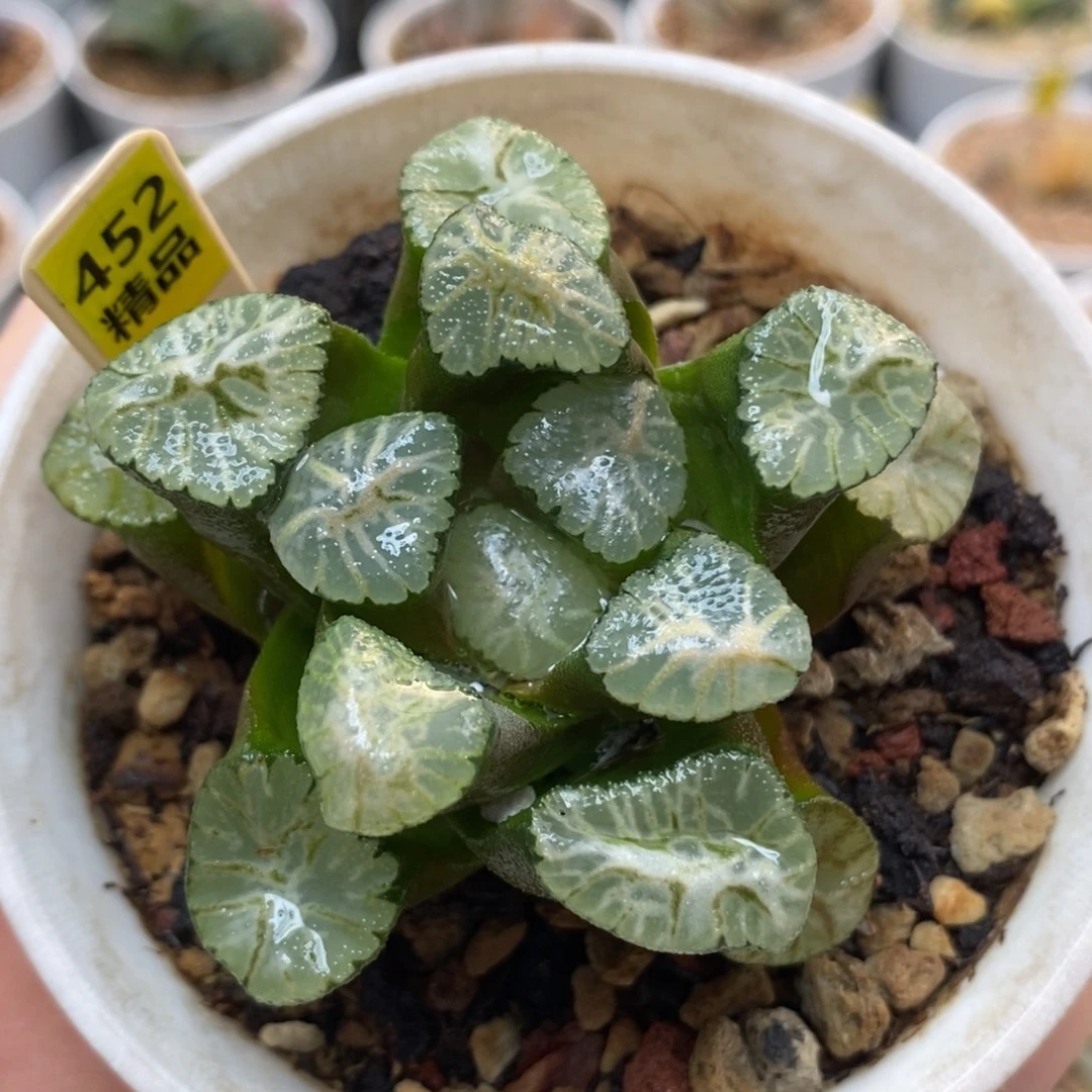 452火烧云万象一物一拍