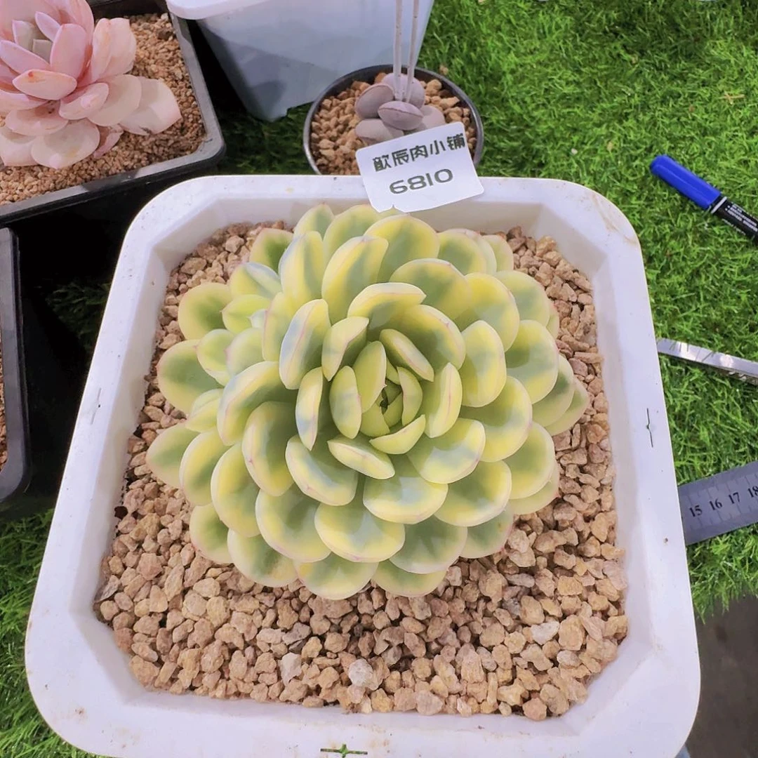 多肉植物草莓冰锦6810