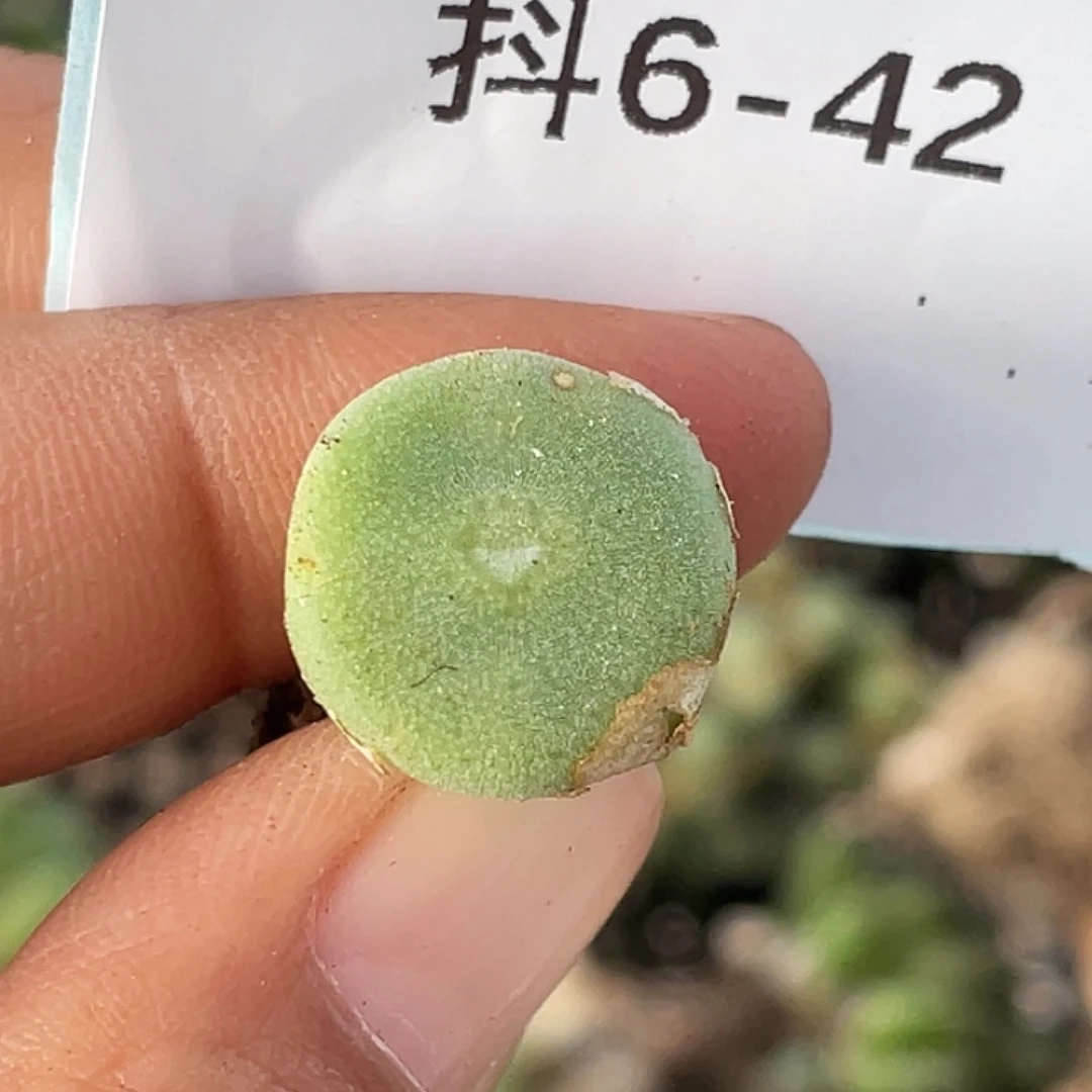 6-42毛钮扣多肉植物