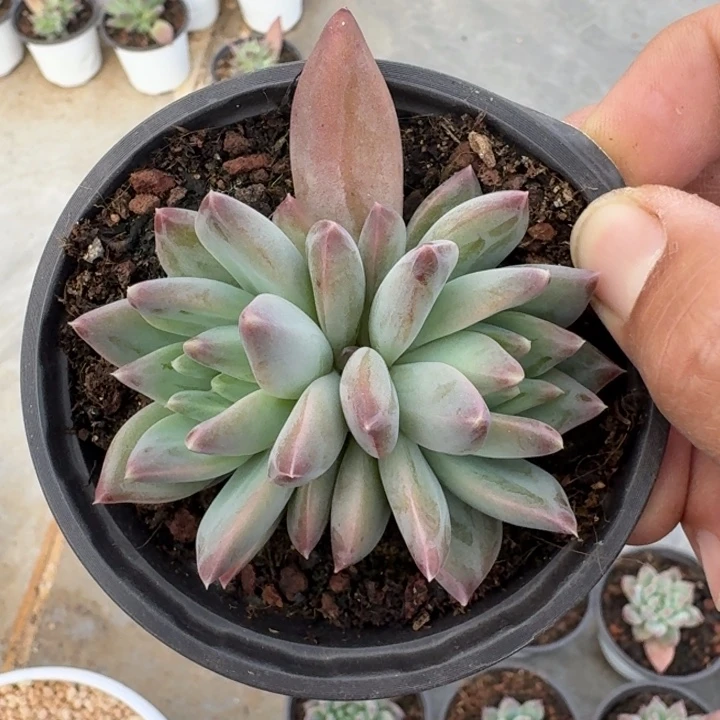 韦斯特曼 双头 一物一拍