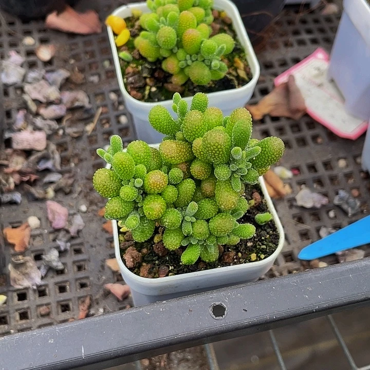 翡翠糖球带盆土发货