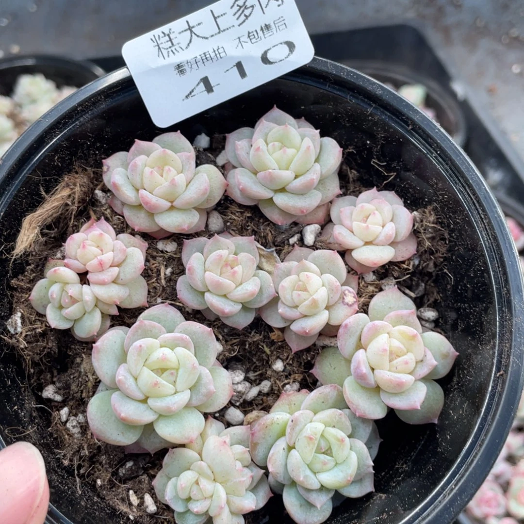 糕大上多肉植物410