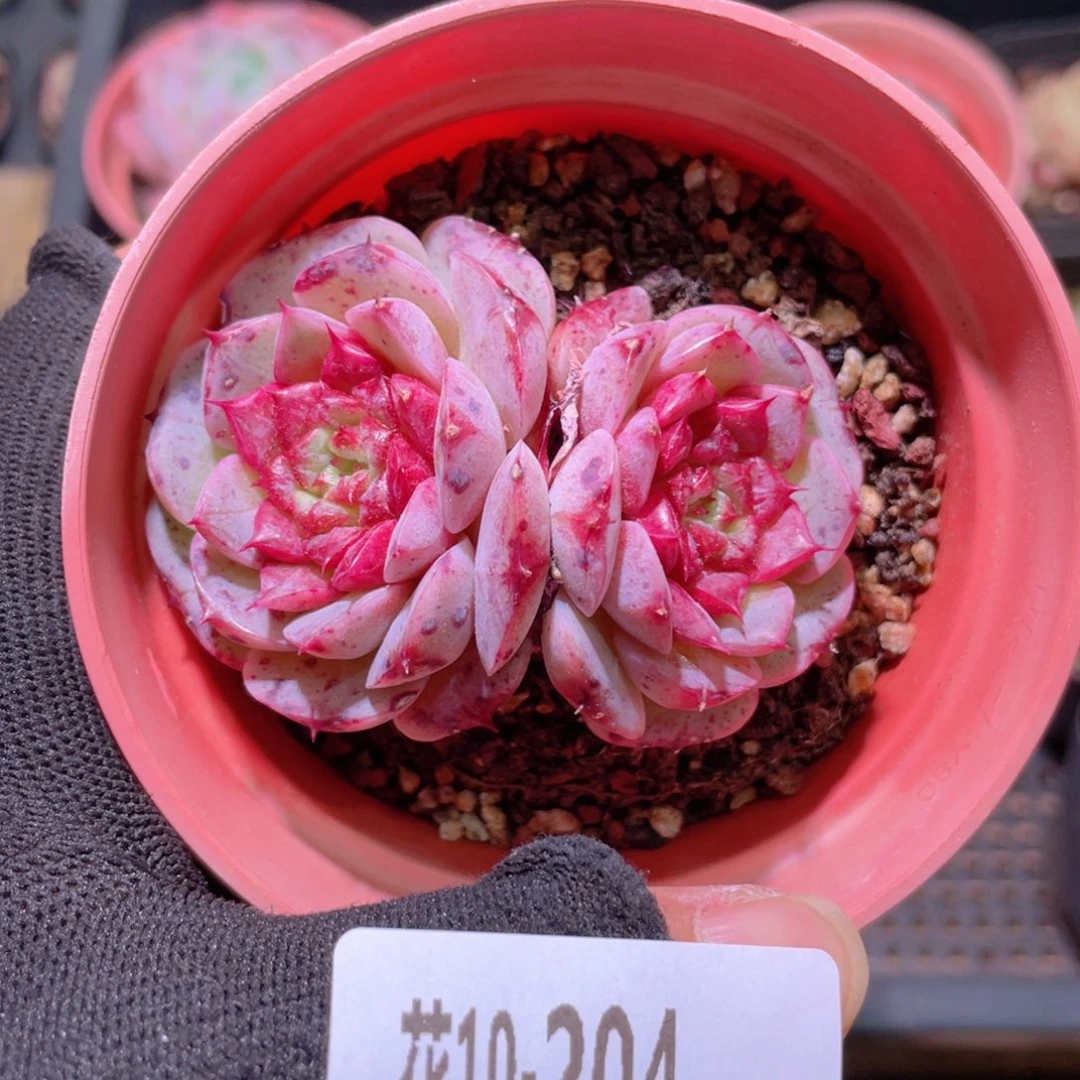 花利美10-204落霞