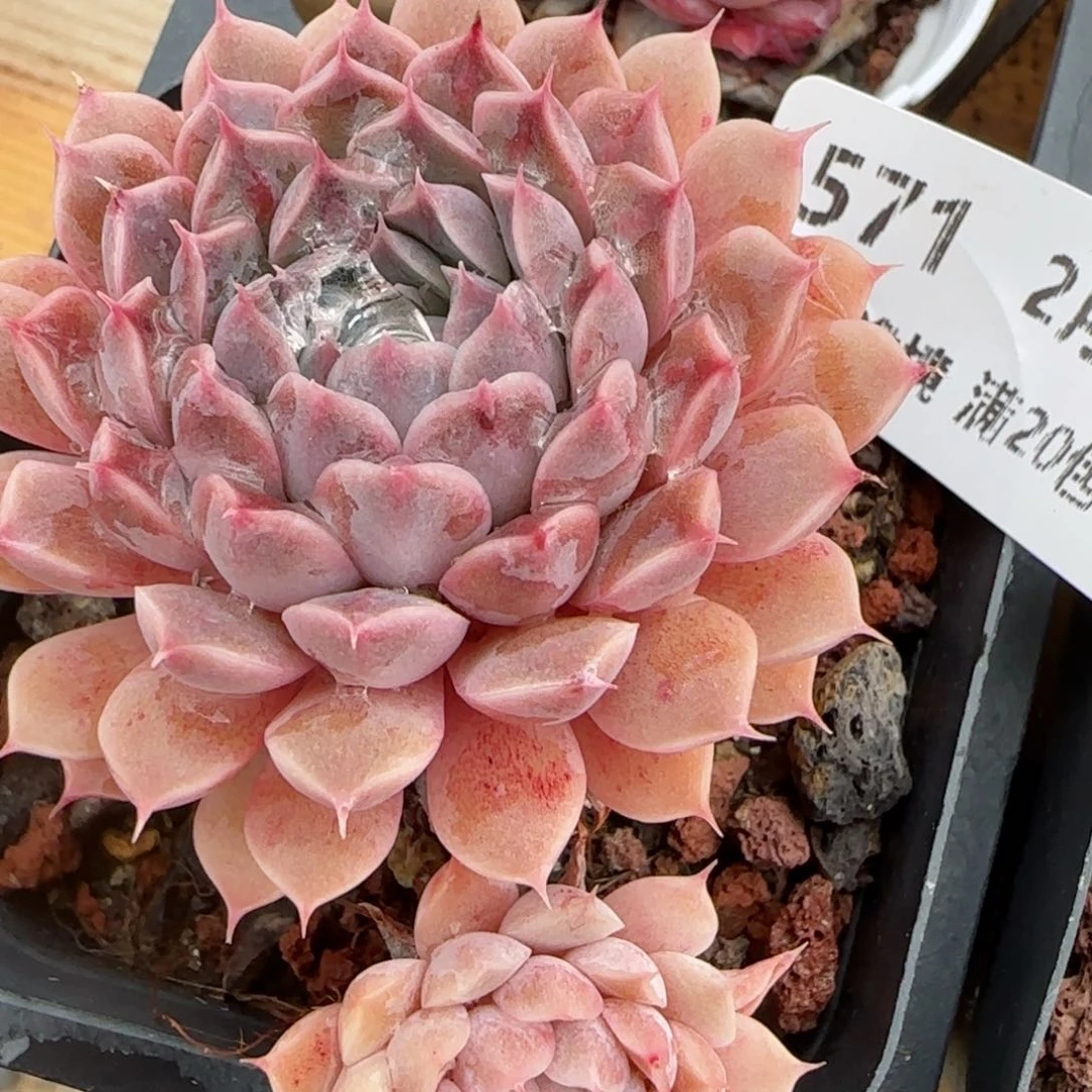 花语逸境0209-571