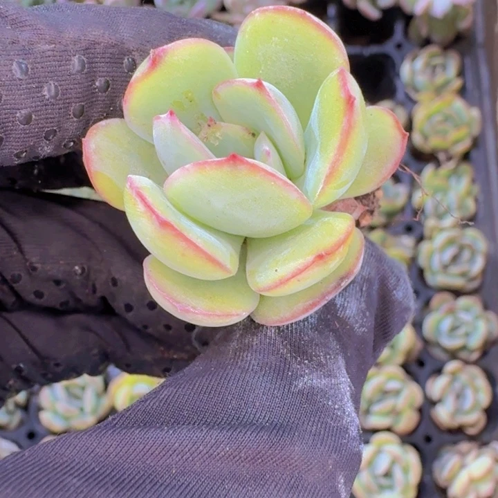 精品晨露两颗一组