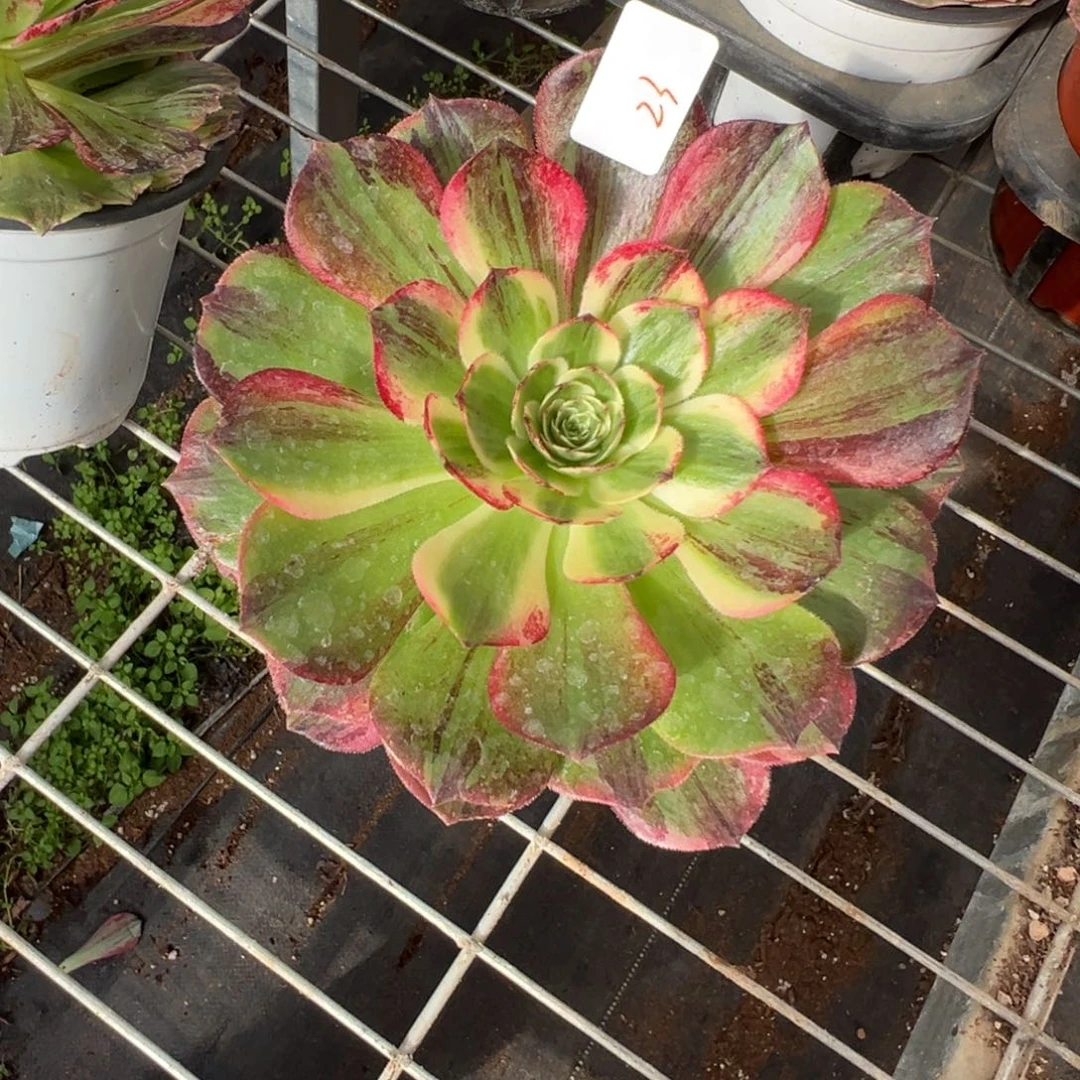 23伯爵多肉嘻嘻嘻紫