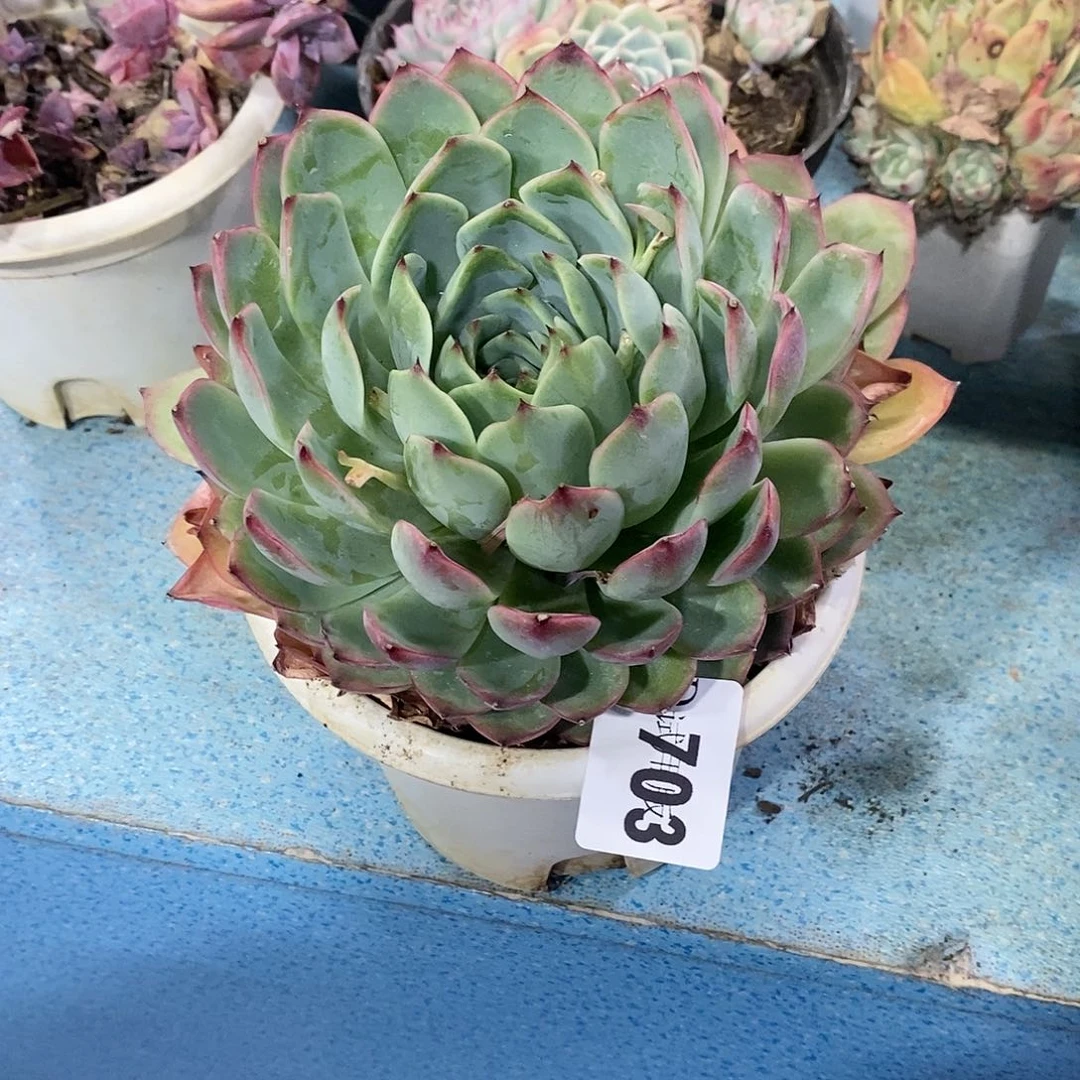 ꧁****꧂703燕姬多肉植物