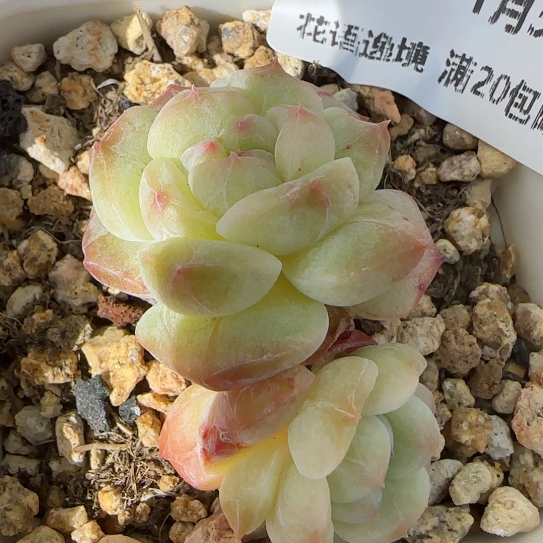 花语逸镜0131-299