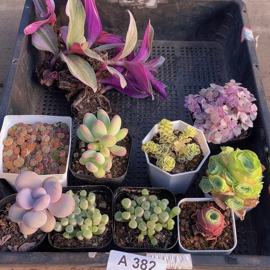 多肉382多肉植物