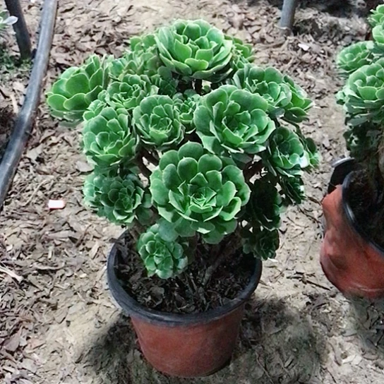 桃***桃绿玫瑰法师多肉植物28