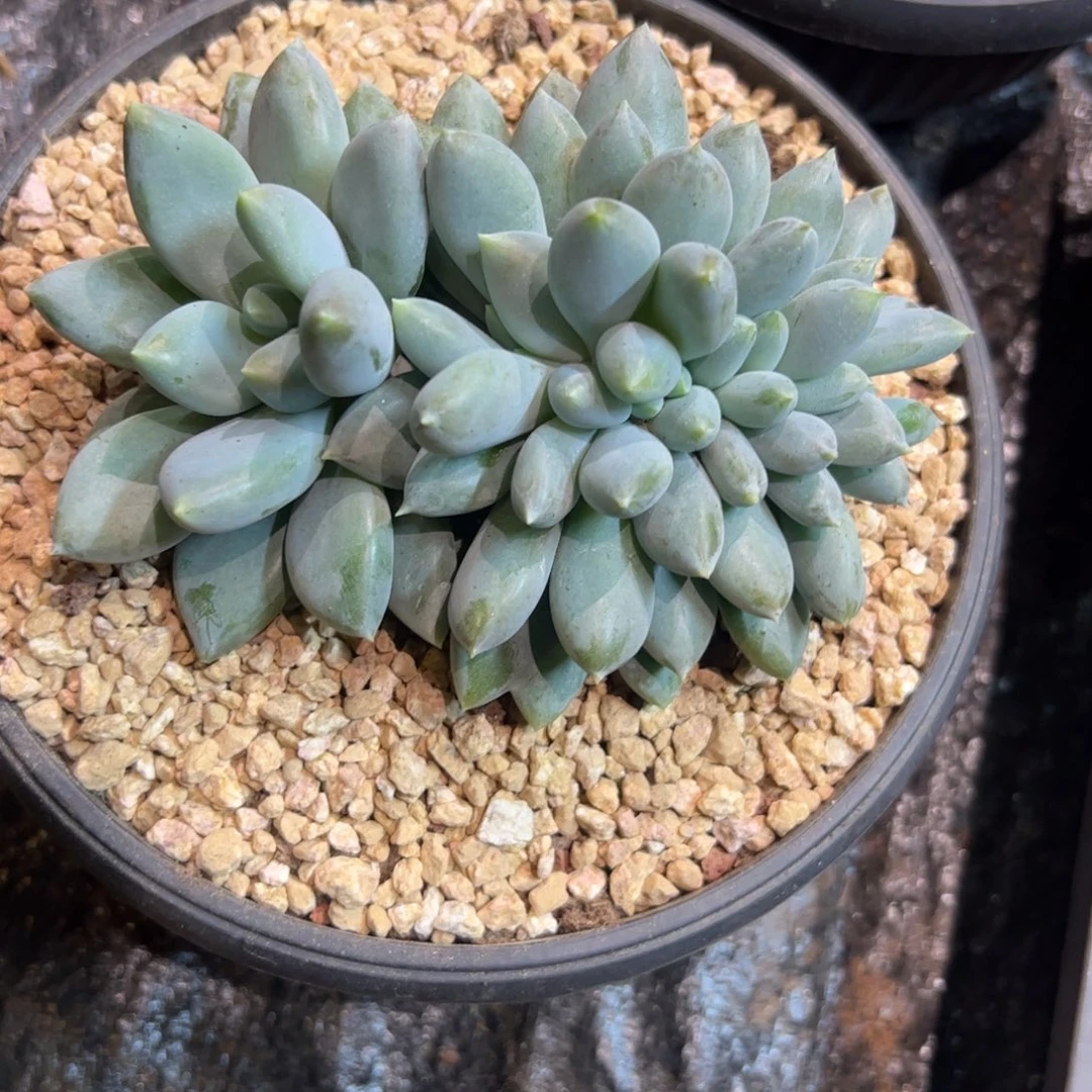 北***北多肉植物多肉植物