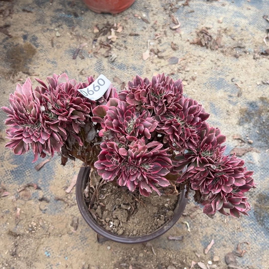 660粉女巫缀化多肉植物