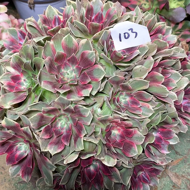 B***a103多肉植物一物一拍