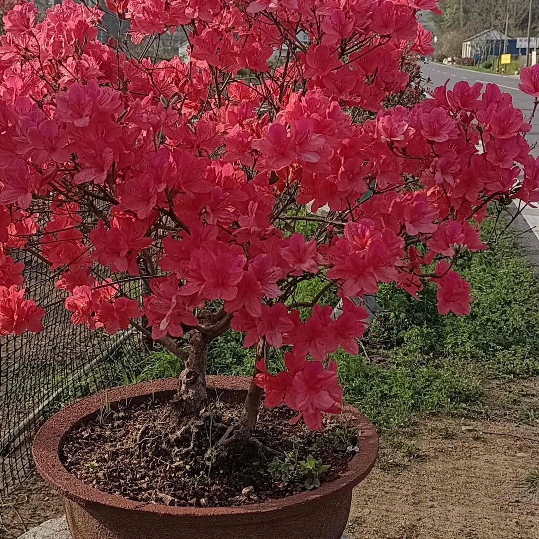 映山红花球大别山先花后叶随机发高档盆景盆栽成品