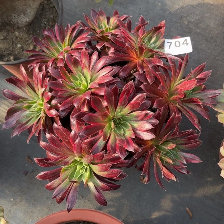用***1多肉植物孔雀锦704