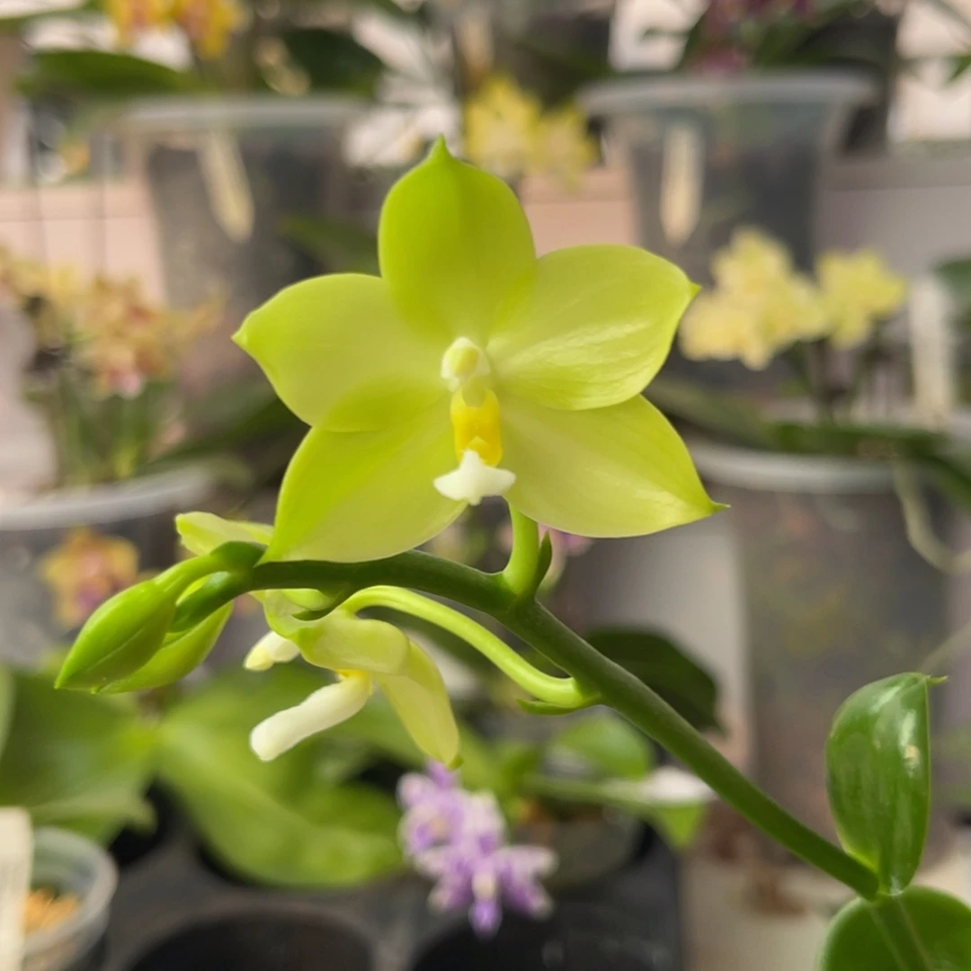 完全开放2147 3寸JG2318 一物一拍