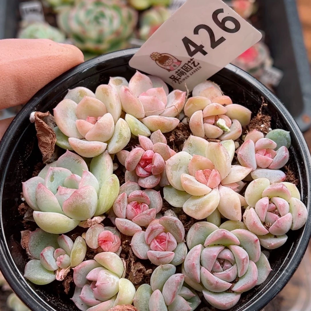 多肉植物多肉植物