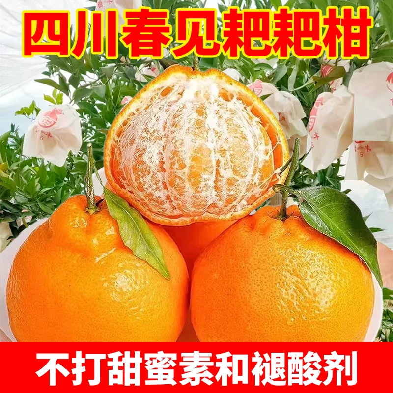 四川眉山优质耙耙柑自然成熟果不打甜蜜素及腿酸剂放心订购的水果