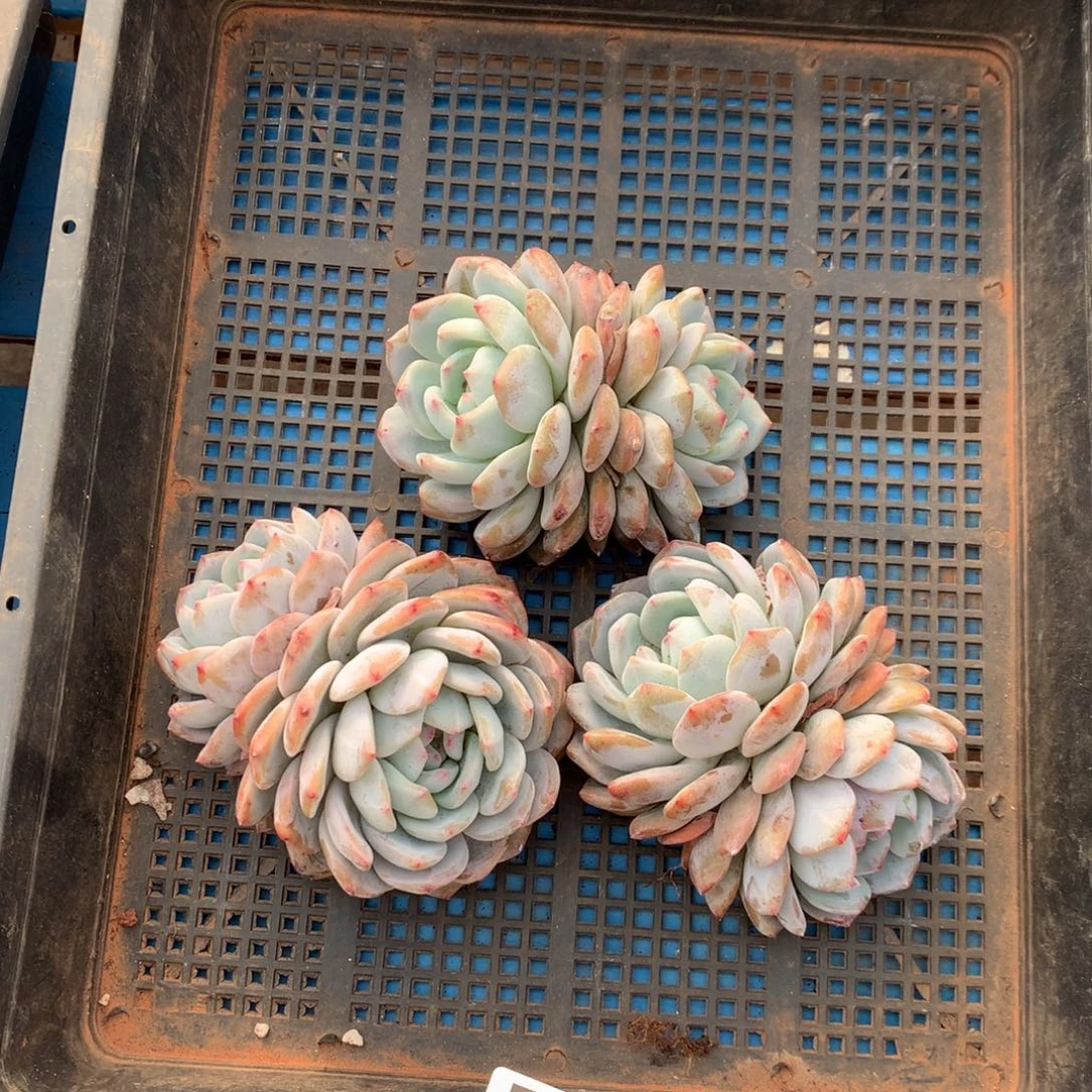 719号新疆西藏内蒙古不包邮