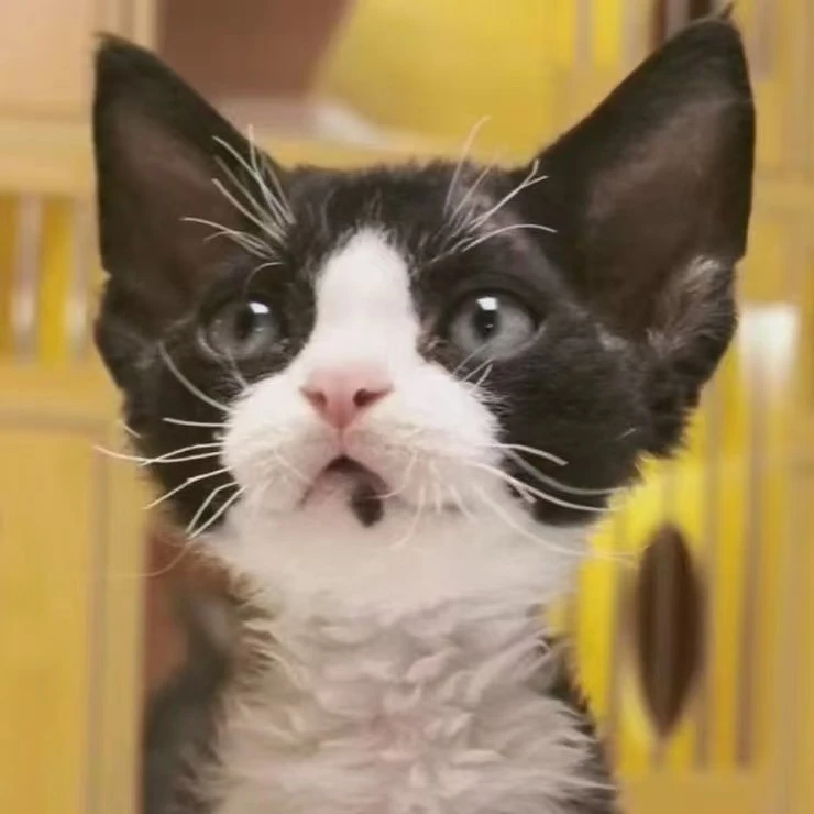 明明家的猫咪活体全款链接