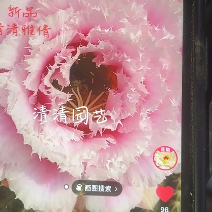 清清雅倩瑕疵歪随机