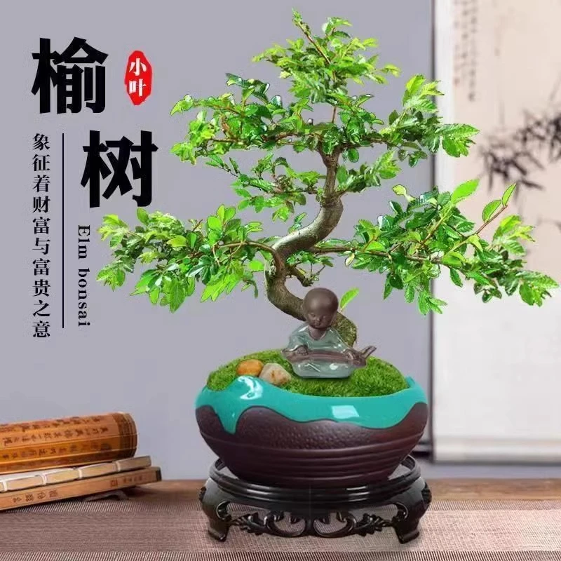 小叶榆树老桩盆景室内好养绿植花卉客厅阳台办公室桌面造型小盆栽