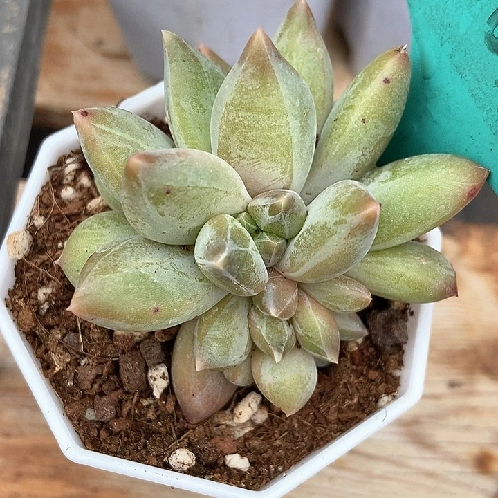 多肉植物801多肉