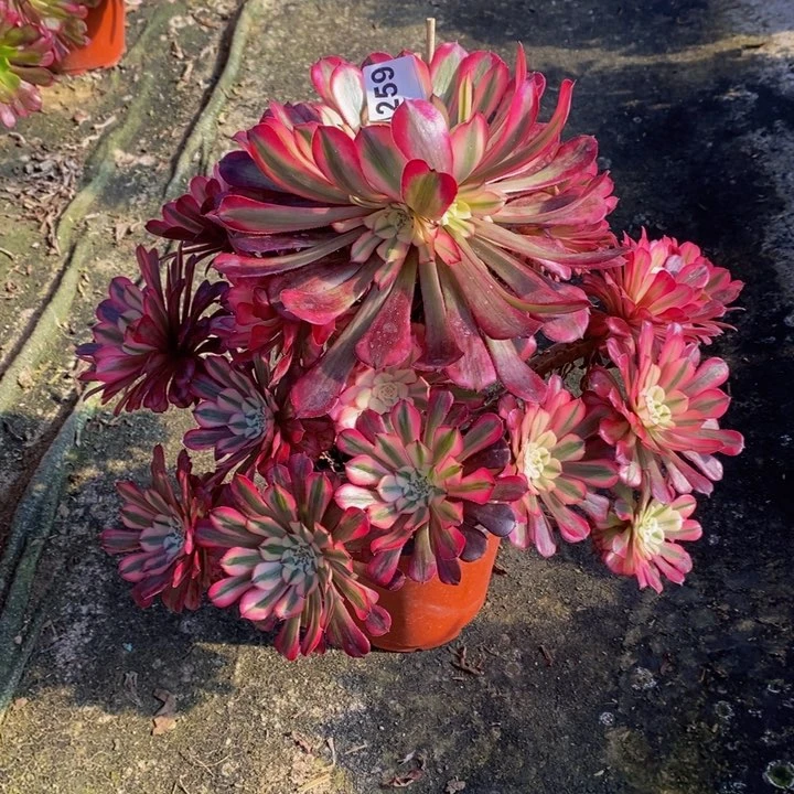 红铜白多肉植物259