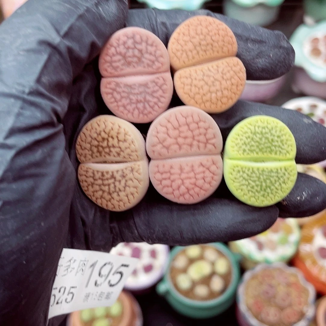 郎哥18包邮0525-195