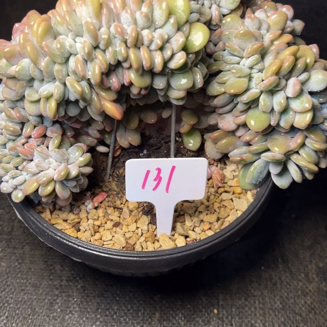 香***131号粉兔缀多肉植物40