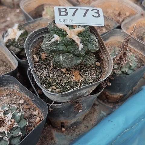 完全开放嫁接牡丹773