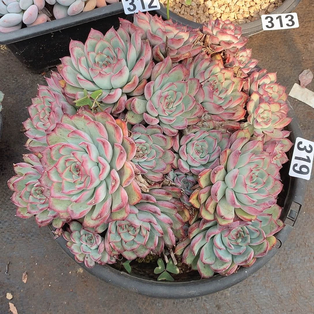 319荷花 一物一拍多肉