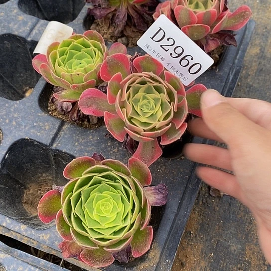 2960女巫奶白单头混发10颗一组