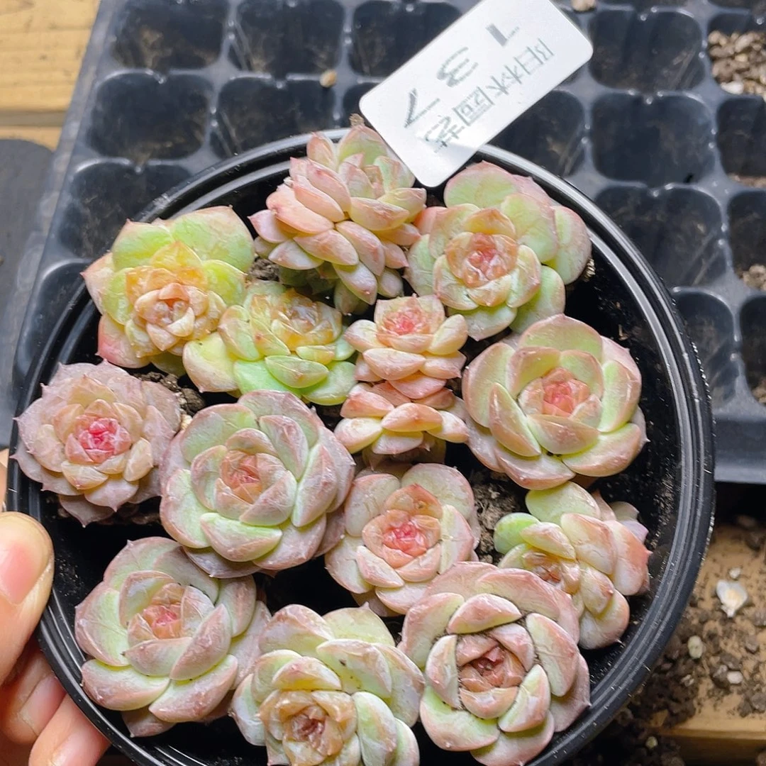 *****多肉植物多肉植物137