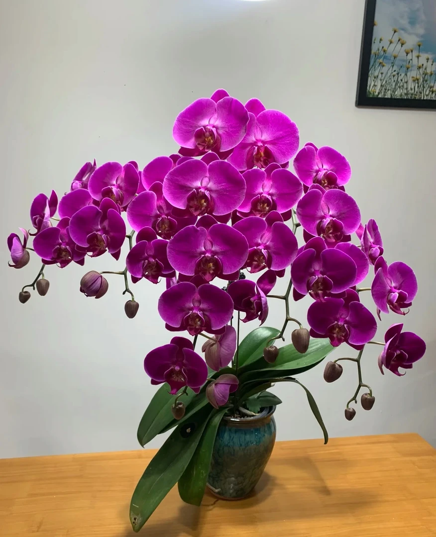 爆花机器《牛魔王》单剑3.0寸杯/苗子不带花叶片瑕疵不售后