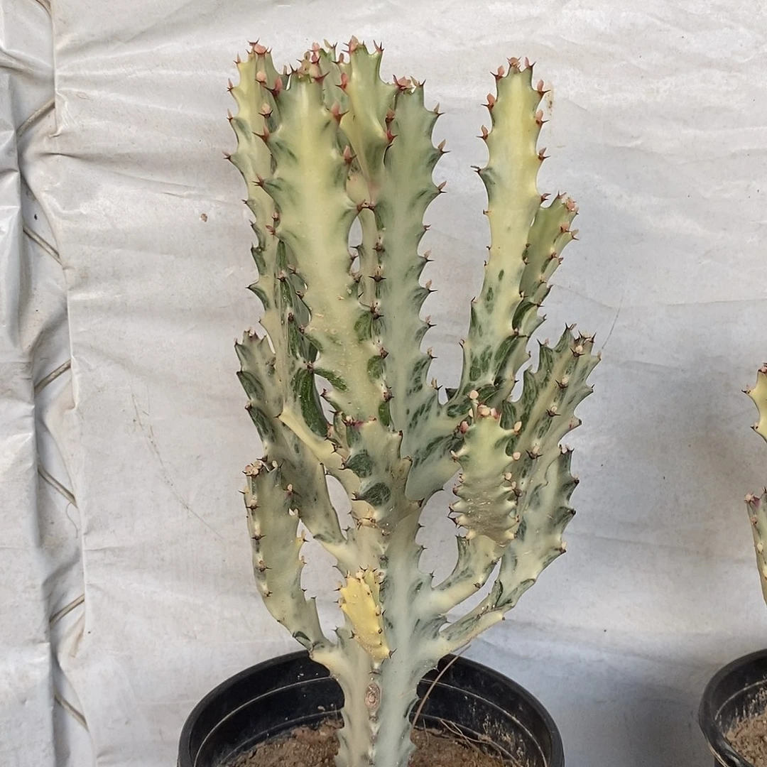 无花朵白龙骨虎斑