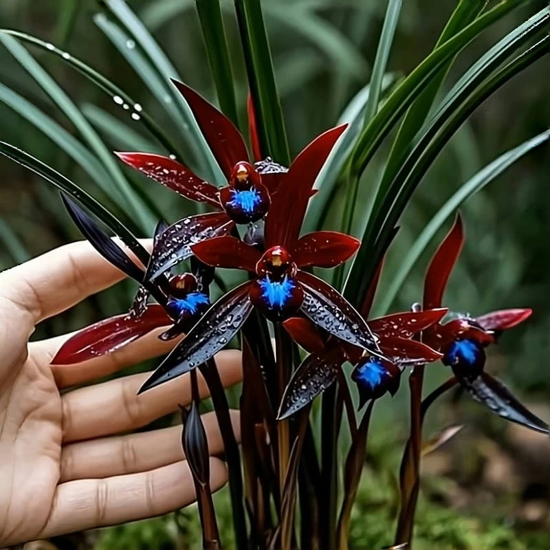 【千变佳人】建兰花浓香绿植花苞奇特庭院室内阳台盆栽兰花花卉好养
