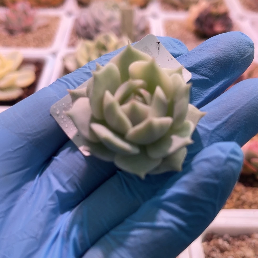 尚品园艺福利锦头盖8335