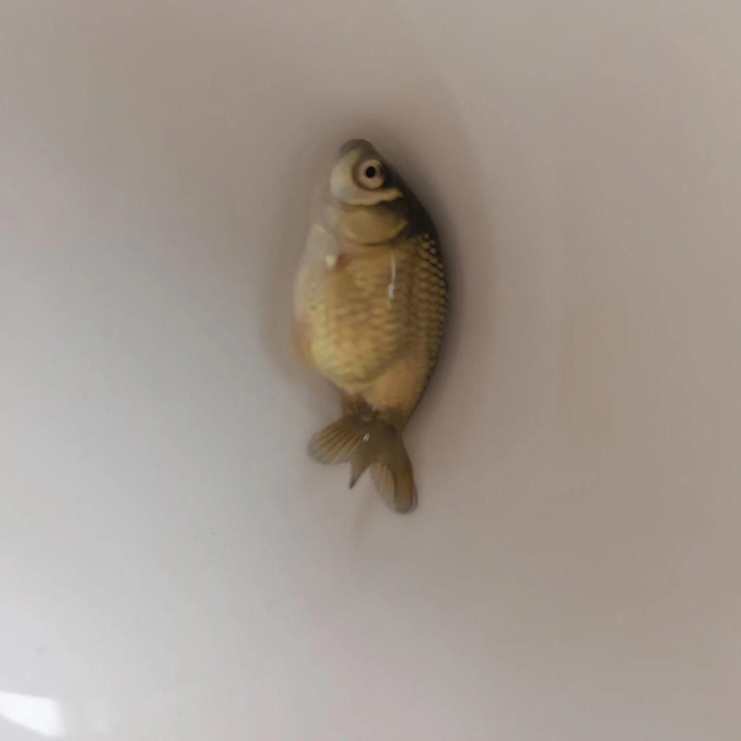 3厘米左右红白兰寿鱼苗渔场直销冷水鱼皮实好养