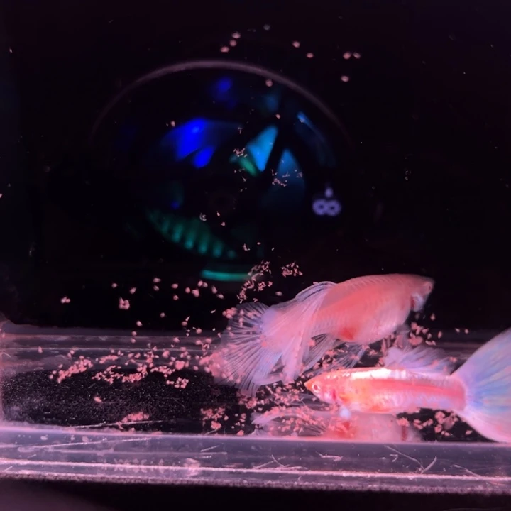 孔雀鱼蓝白蝴蝶绒球1对