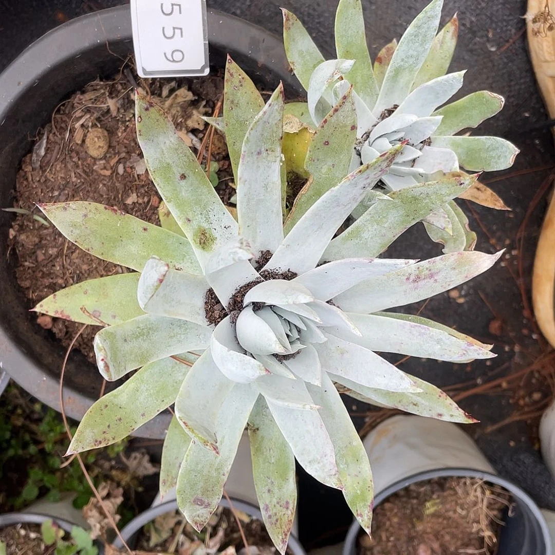 瑕疵特价不售后10559