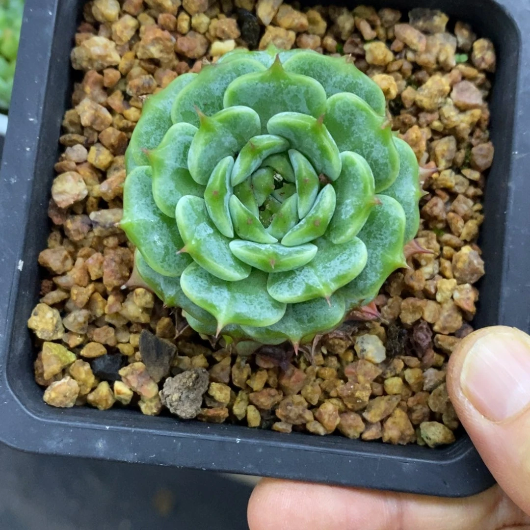精品多肉一物一拍不包整124