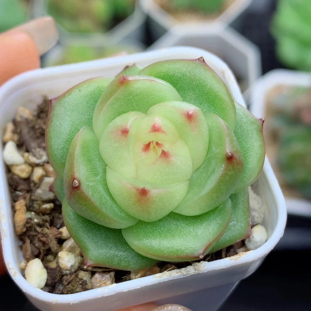 58包邮  群生不包整珍妮43